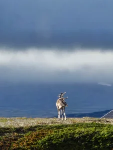 raindeer in sweden